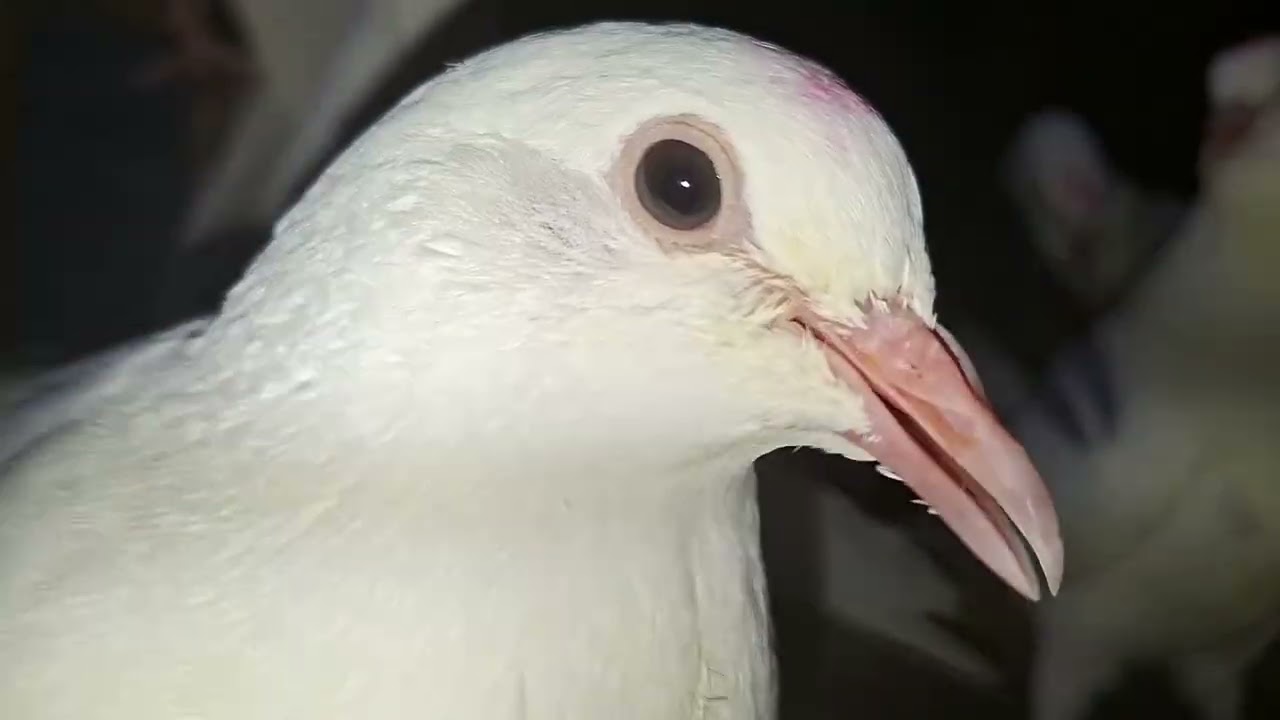 السر اللي بيضاعف إنتاج الحمام من غير تكلفة!#تربية_الحمام#إنتاج_الحمام#زغاليل_الحمام#مشروع_الحمام