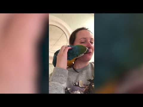 Darling Cute Funny Paws Videos