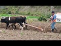 Arado de terreno con animales en páramos de Mérida, Venezuela