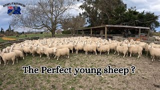 Getting Hoggets ready for lambing \u0026 New Te Pari Gear...