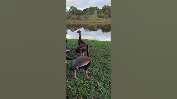 Whistling Ducks take flight! #shorts