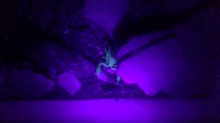 Euscorpius Italicus Hunting And Eating A Giant Gra