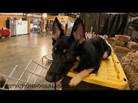 German Shepherd "Yonika" 11 MO Flying Through Halloween Agility Course Confident & Sweet Attitude