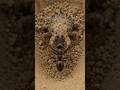 The antlion larva builds one of nature’s simplest traps.