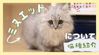 【短足×猫の王様】ミヌエットってどんな猫性格から飼い方相性がいい人まで