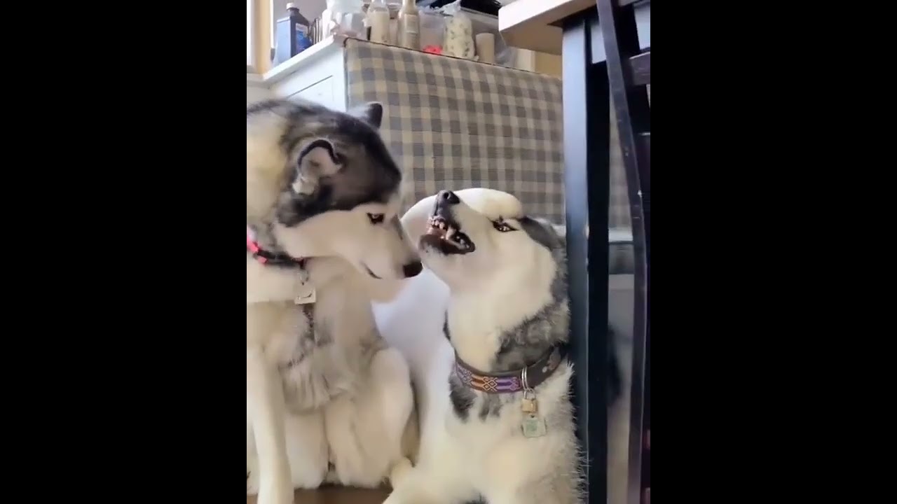 Credits tiktok @ sledteambestteamwildlife_aroundworld 