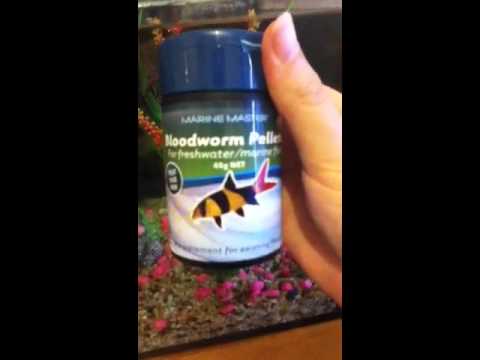 Oscar fish jumping