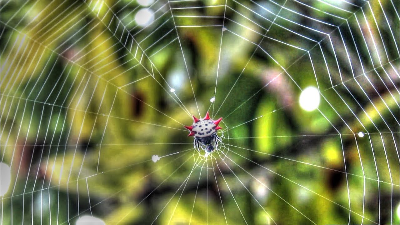 spider-spinning-web-time-lapse-youtube