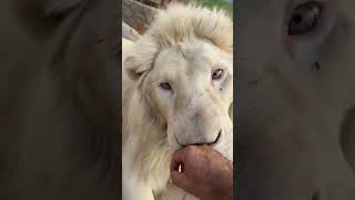 This lion has beautiful features