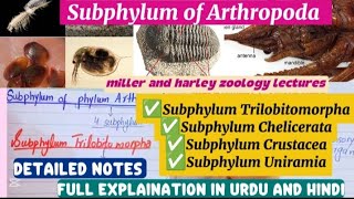 Subphylum of phylum Arthropoda|Trilobitomorpha|Cheliceratae|Crustacea|uniramia