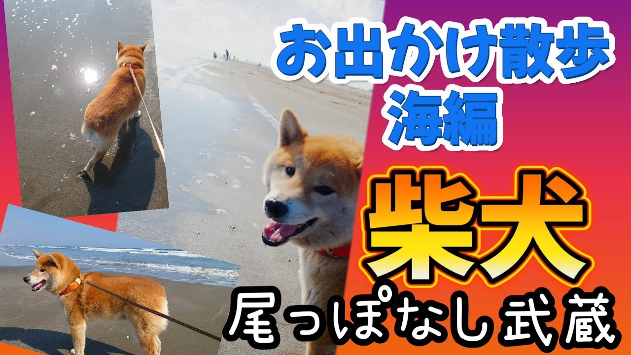 【噛む柴犬】武蔵とお出かけ散歩【海編】#九十九里浜 #本須賀海岸