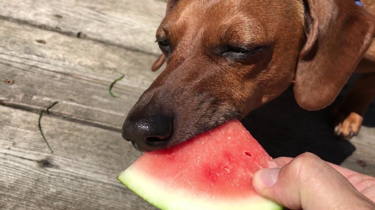Dachshund eating watermelon YouTube