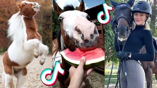 44 Minutes Of Reletable HORSE TikTok Compilation #183