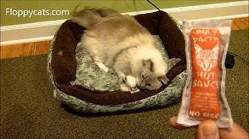 Polydactyl Catnip Cat Toys Review Video - ねこ - ラグドール - Floppycats