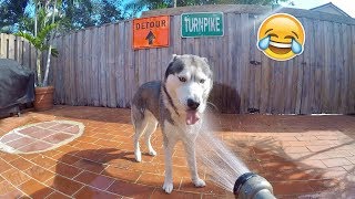 My Husky Needs A Shower!