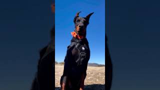 The Ultimate Guide to Dobermans #shorts