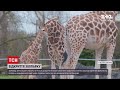 Новини світу: британський зоопарк чекає на відвідувачів після карантину