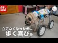 立てなくなった犬に…「車イス」で再び歩く喜びを　『the SOCIAL』傑作選（2019年8月29日放送より）