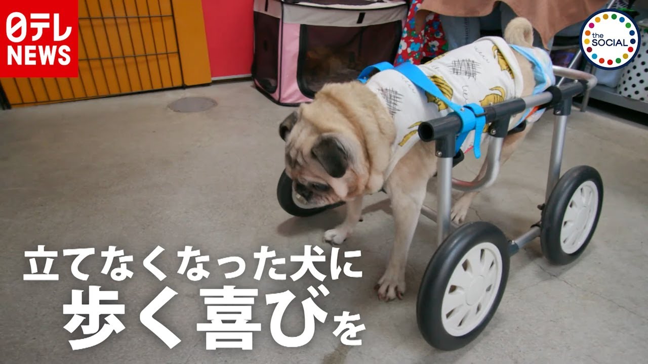 犬の車いす (ある犬ねん) 犬の車いす (ある犬ねん)