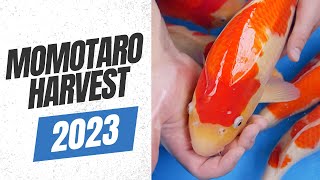 Momotaro Koi Farm | Harvest 2023