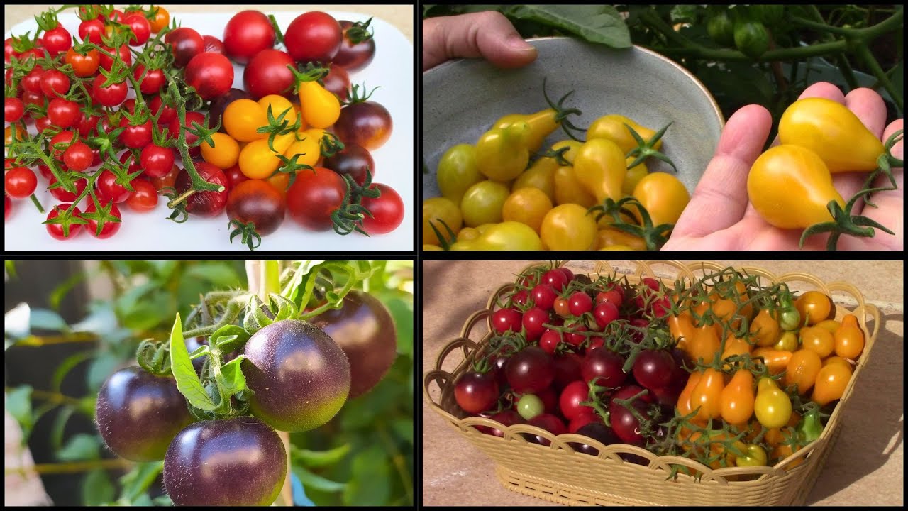 زراعة الطماطم الكرزية المتعددة الألوان في الأوعية خطوة بخطوة