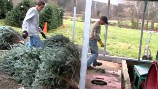 Shaking the Christmas Tree