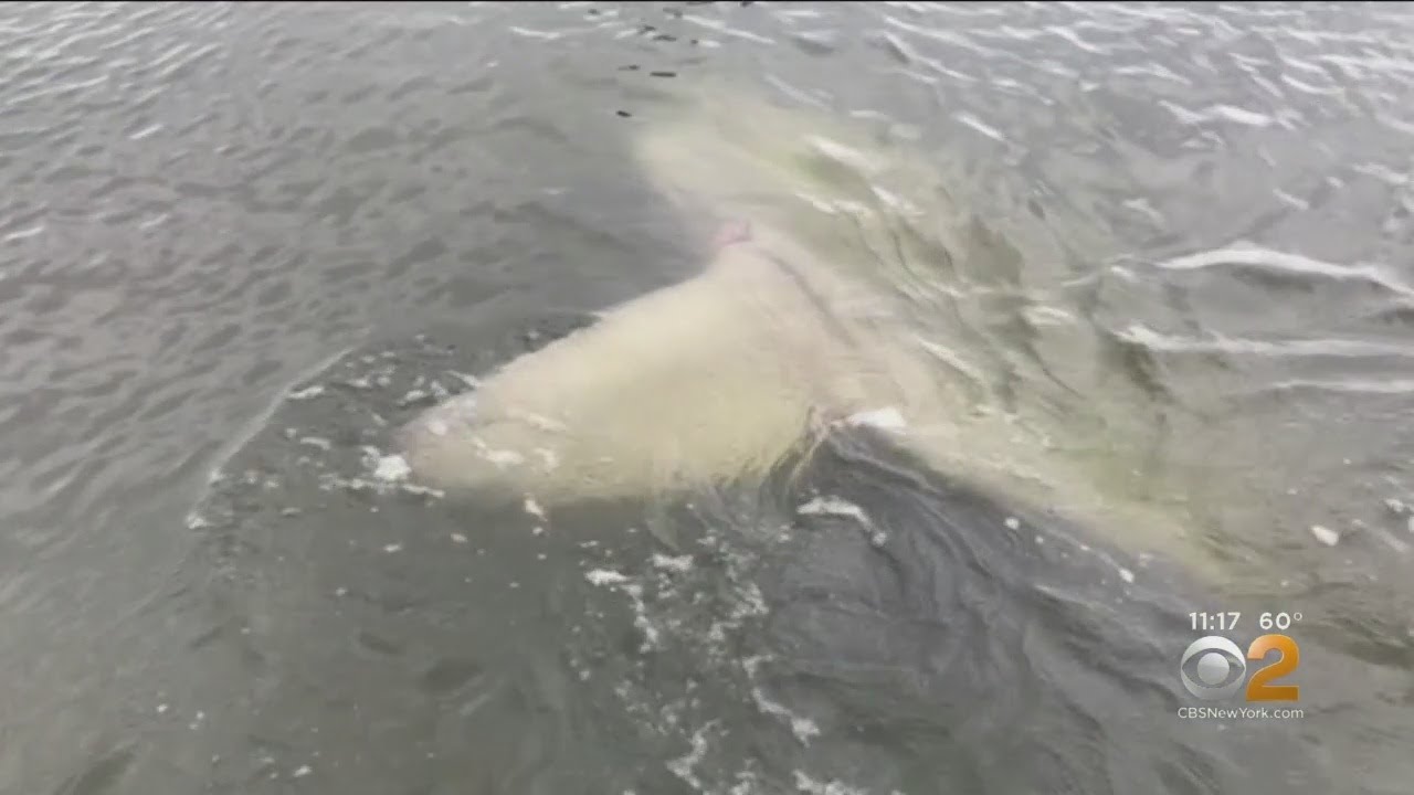 new jersey lotto Ocean Sunfish Somehow Ends Up In NJ Bay