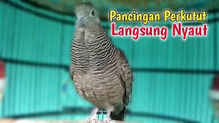 Pancingan Perkutut Cemani Kol Buntet Suara Besar Bikin Lawan Emosi