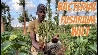 How to identify bacterial and fusarium wilt in Capsicum and their control