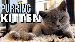 Lord Louis - Soothing purring kitten by Lord Louis XIII 1,660 views 3 years ago 1 minute, 55 seconds