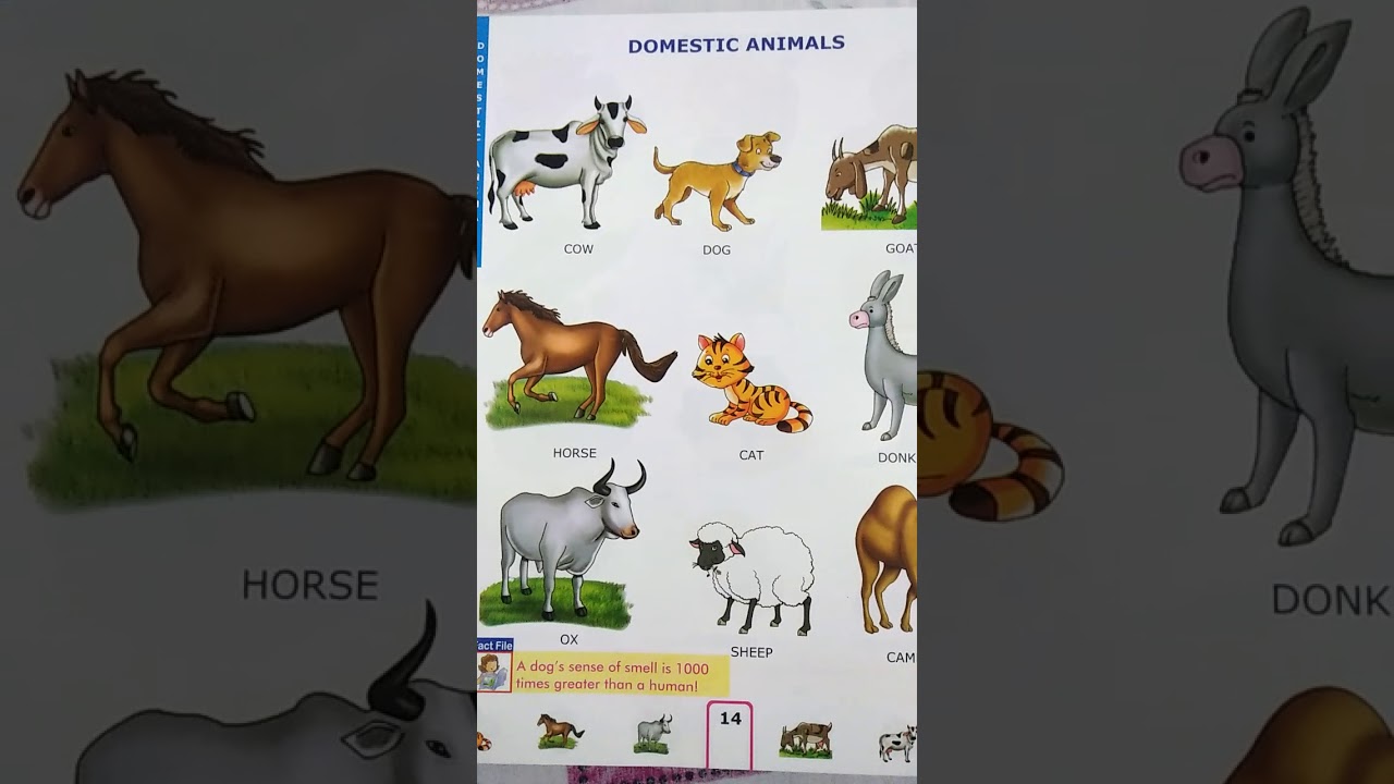 Learning Animals Make Sure YouTube