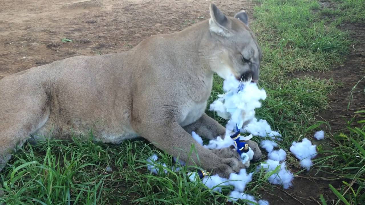 Cassie The Cougar Says The Dallas Stars Are Going To Tear The Stuffing