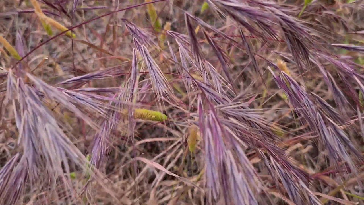 ברומית הגגות Bromus tectorum شويعرة متدلية
