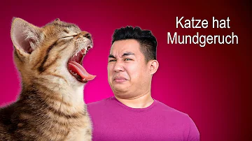 Haben Katzen immer Mundgeruch?