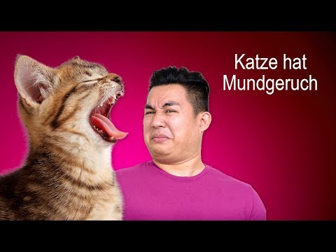 Video: Mundgeruch Bei Katzen: Wie Man Ihn Verhindert Und Behandelt