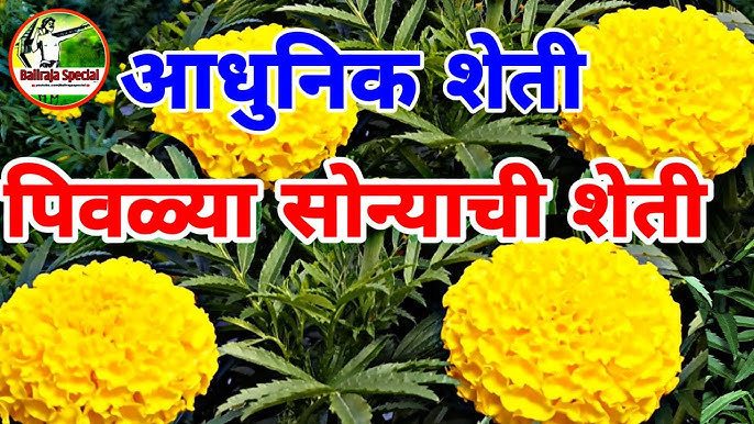 झ ड फ ल च म ह त Marigold