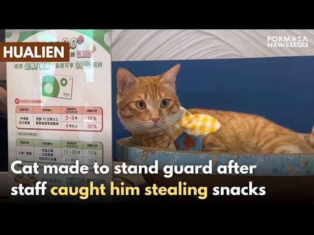 Hualien Bus Station adopts cat that stole its snacks｜Taiwan News