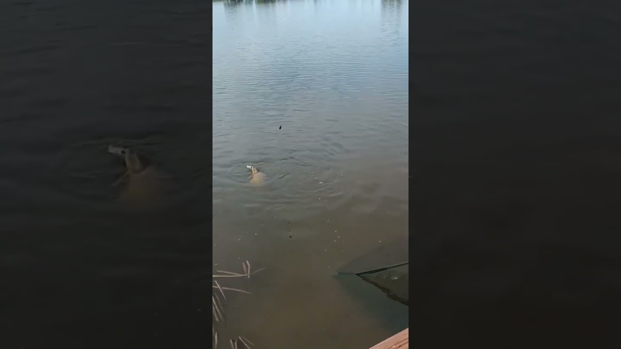 🐳🔥Поимка трофейного карпа🔥🐳🎣 