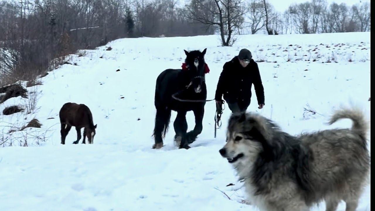 Пара молодих жеребців по Обамі / Адмірал та Леон.