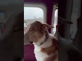 Cruising with the homies! #fyp #funny #vanlife #shorts #animals #dog