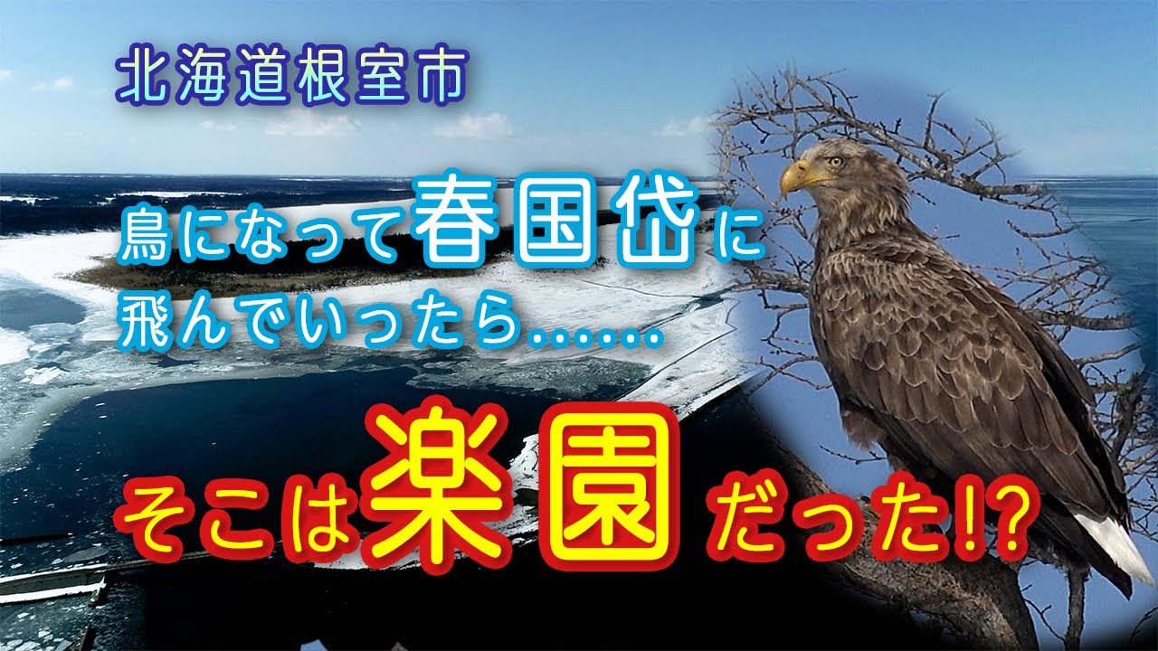 鳥になって根室の旅　(春国岱編)