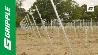 Lower Lodge Vineyard | West Sussex | GPAK Plus M