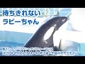 待ちきれないラビーちゃん【2021年4月26日14:00終了後〜おやつタイム】Orca performance, Kamogawa Sea World, Japan