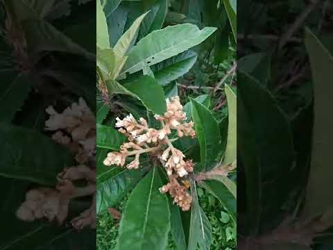 Video: Níspero no florece - Razones por las que un árbol de níspero no florece