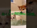 猫がおならした瞬間、柴くんの答えはこれ。#柴犬 #ショート動画 #かわいい