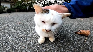腰トントンされて声を出す三毛猫がカワイイ