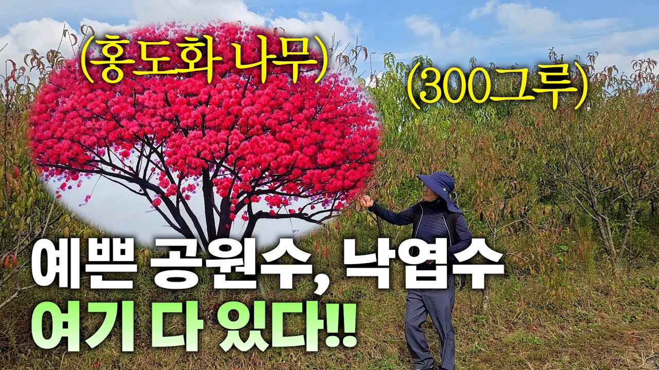 홍도화 백도화 사철나무 각종 유실수 낙엽수 공원수 예쁜나무 조경공사 전문업체 대성조경 031-314-7080 