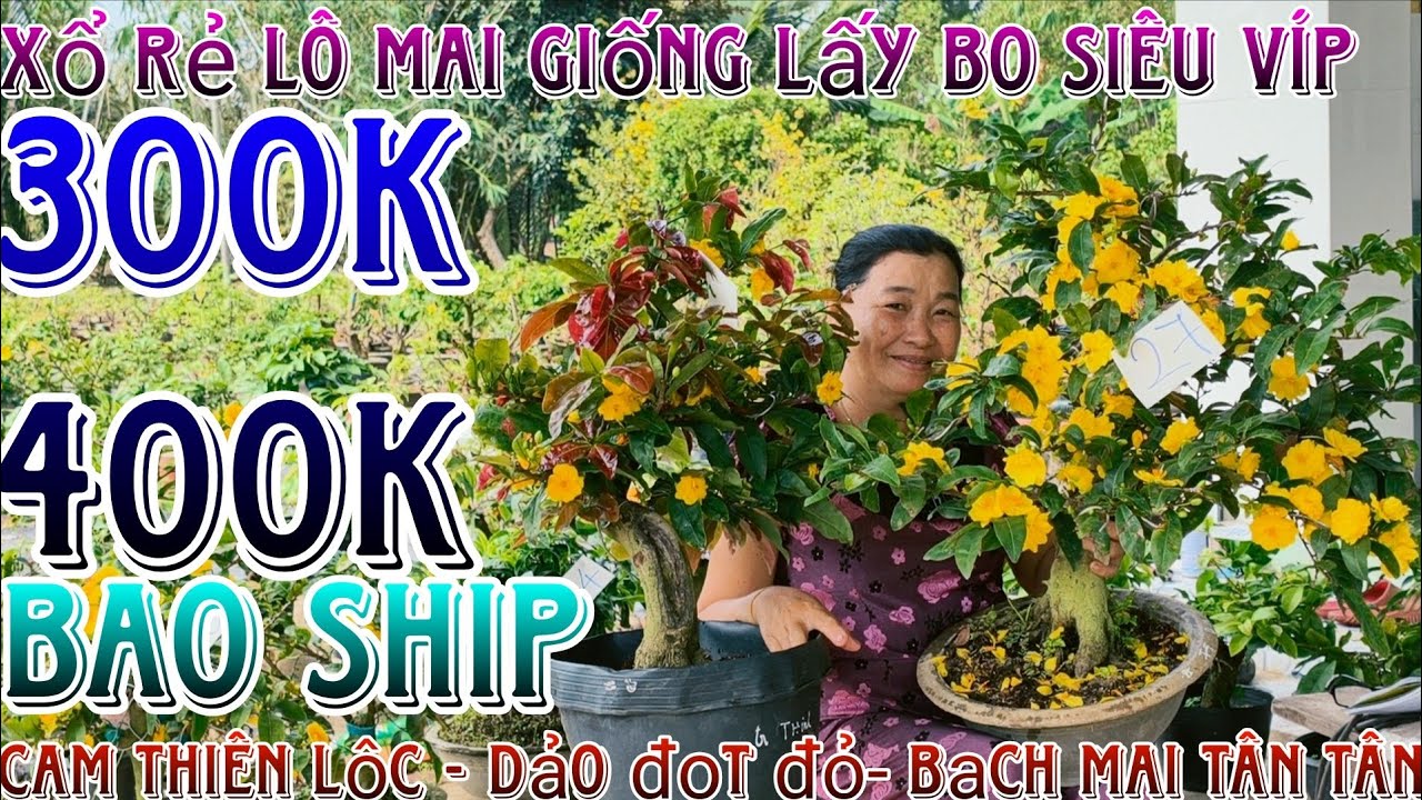 🌈10/3/2026☎️0395531739(chắc nguyễn)🔥xổ rẻ dọn vườn 29 mã số hàng bonsai già mùa đế víp lấy siêu bo