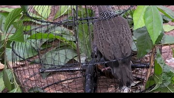 How to catch a spotted dove Ep.11