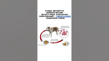 Сезон клещей. Что делать. если собаку укусил клещ